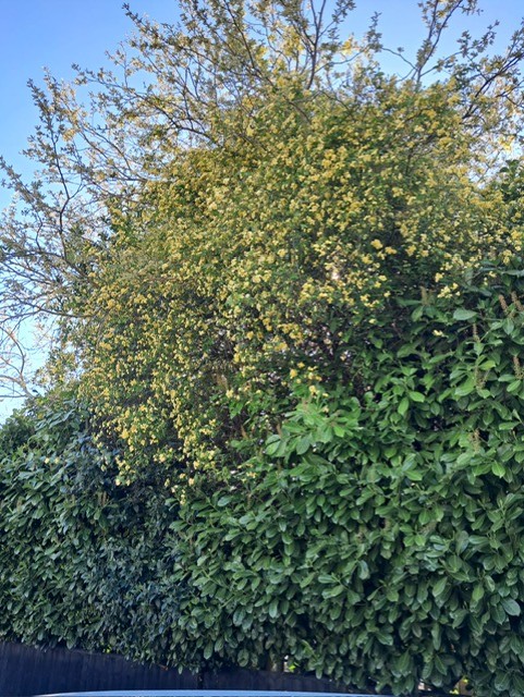 Rose 4